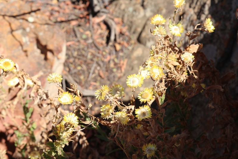 Helichrysum setosum photo 8