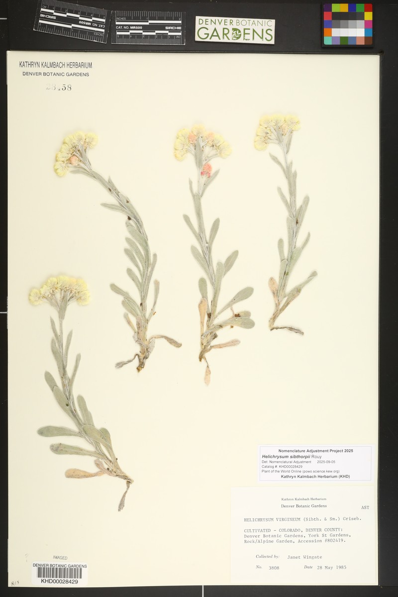Helichrysum sibthorpii photo 2