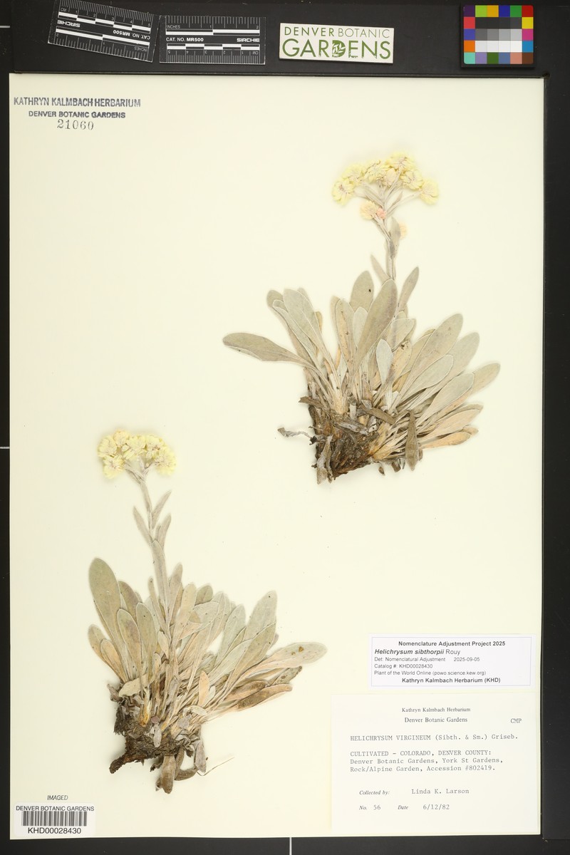 Helichrysum sibthorpii photo 3