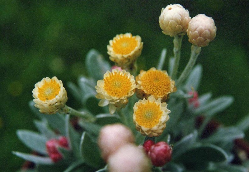 Helichrysum sibthorpii