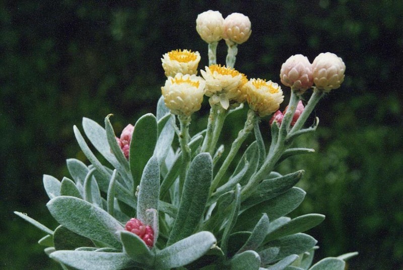 Helichrysum sibthorpii photo 4