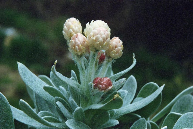 Helichrysum sibthorpii photo 5