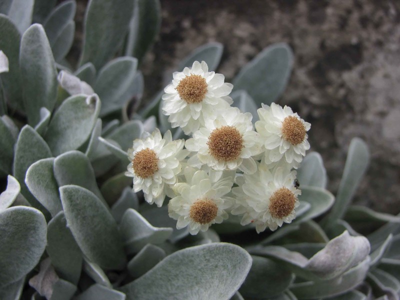 Helichrysum sibthorpii photo 6