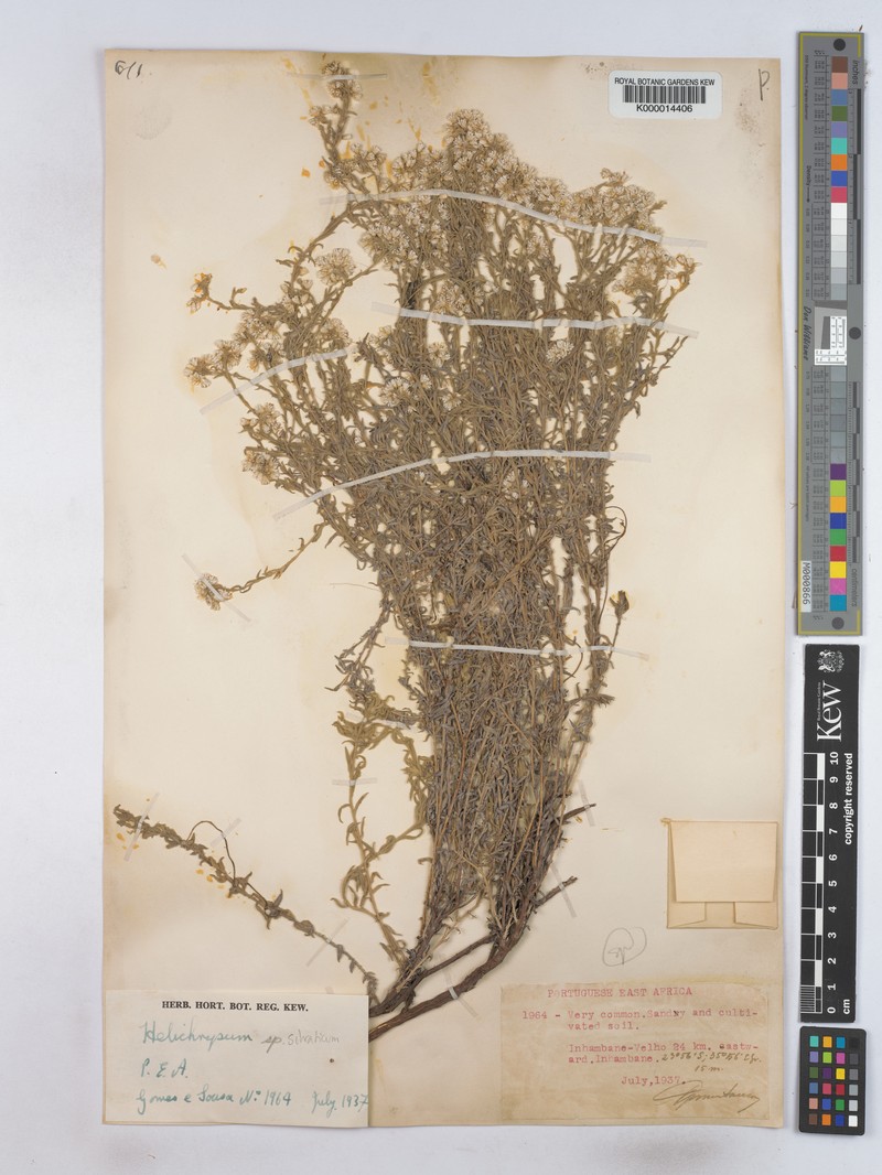 Helichrysum silvaticum