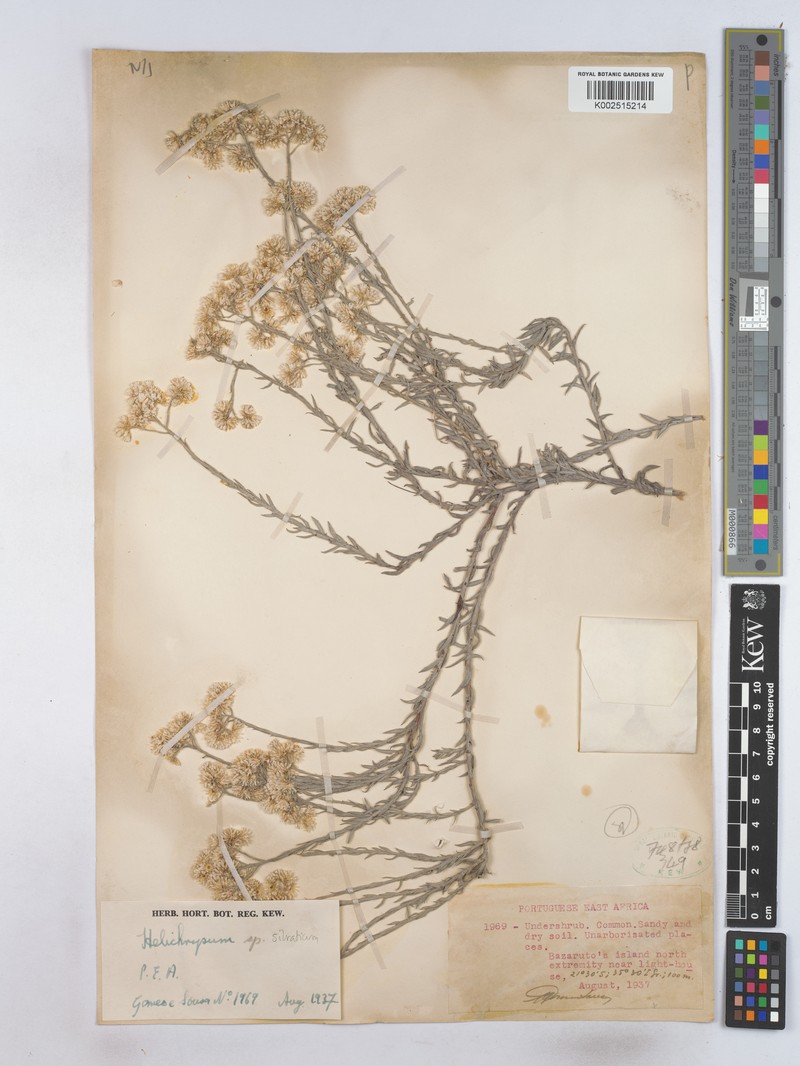 Helichrysum silvaticum photo 2