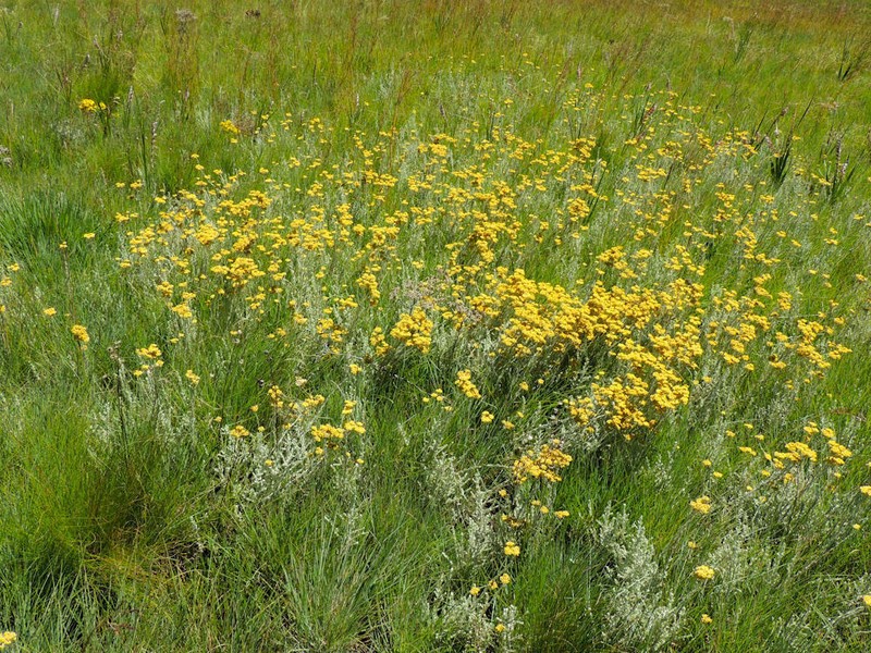 Helichrysum simillimum