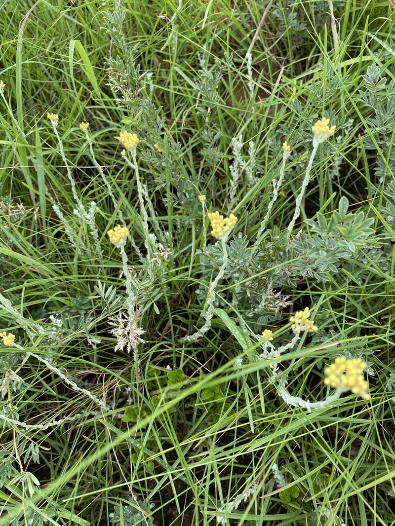 Helichrysum simillimum photo 2
