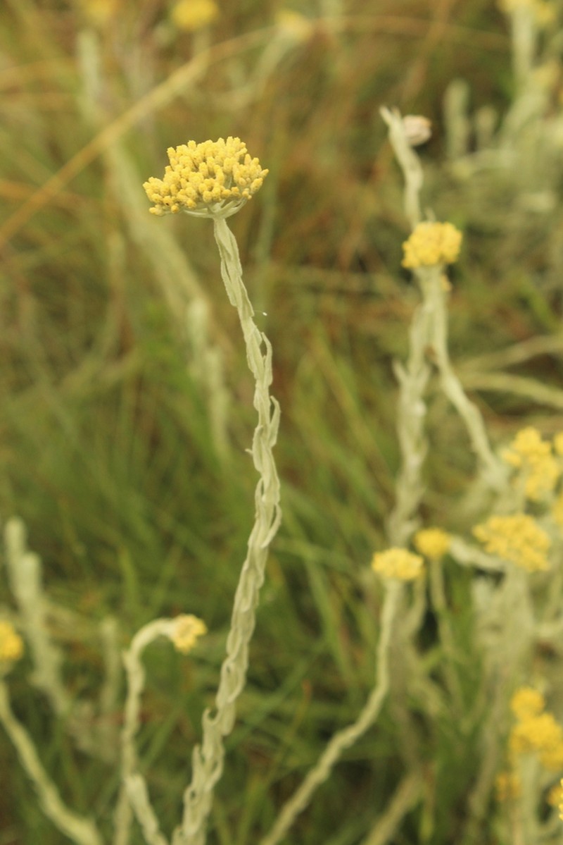 Helichrysum simillimum photo 3