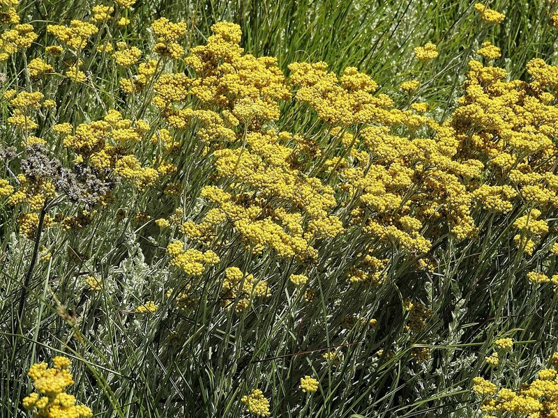 Helichrysum simillimum photo 4