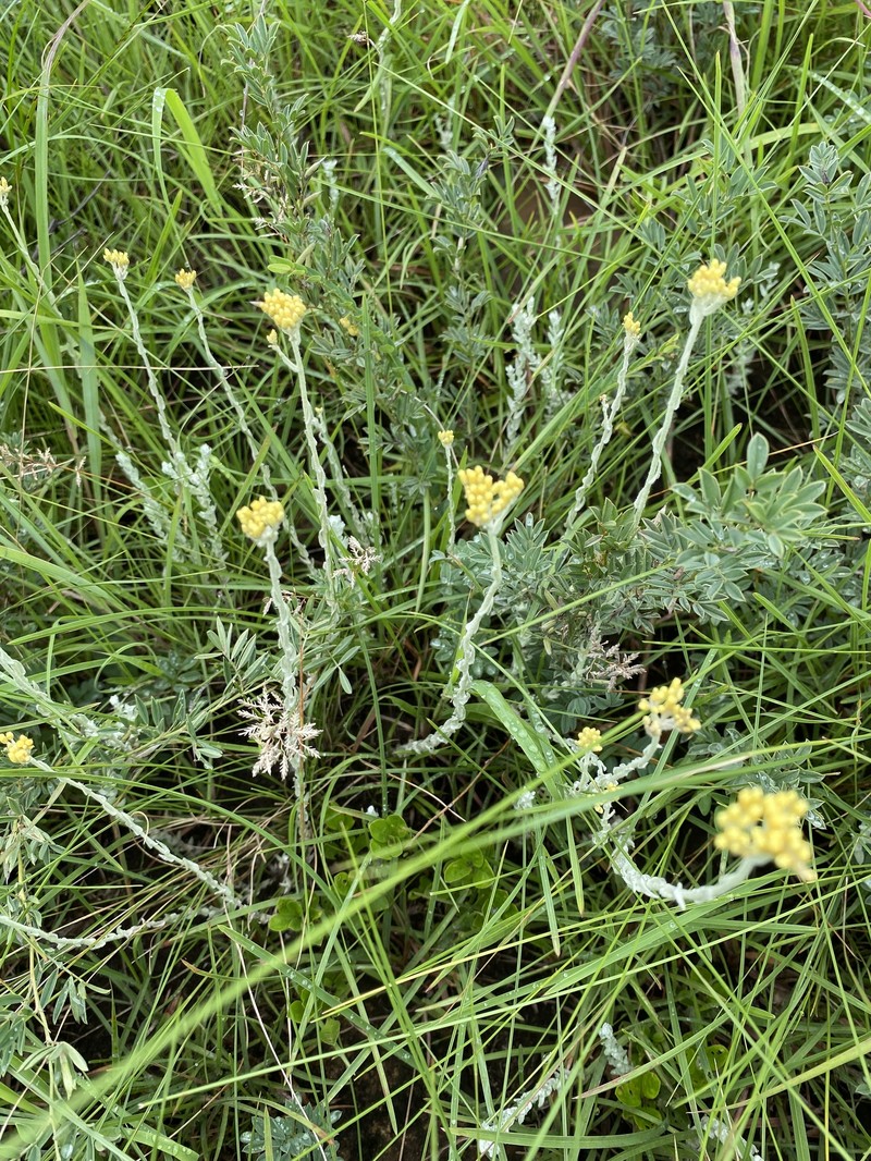 Helichrysum simillimum photo 5