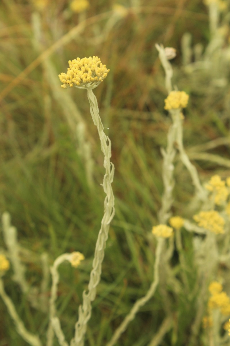 Helichrysum simillimum photo 6