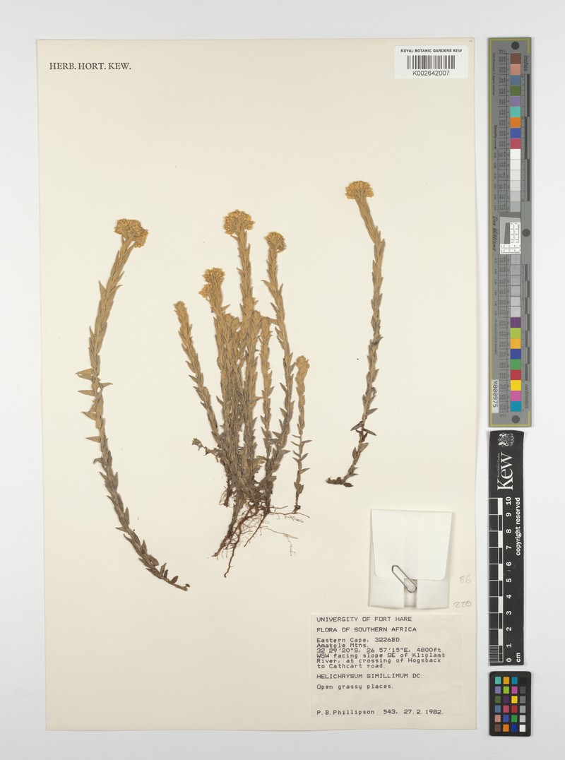 Helichrysum simillimum photo 8