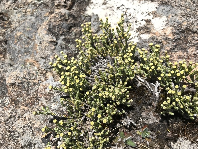 Helichrysum simpsonii