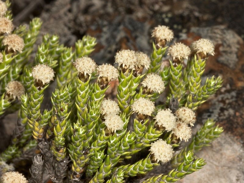 Helichrysum simpsonii photo 2