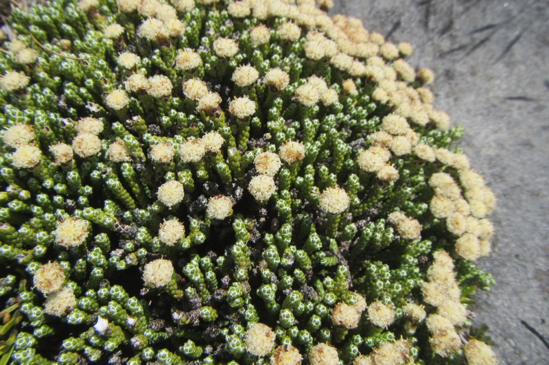 Helichrysum simpsonii photo 4