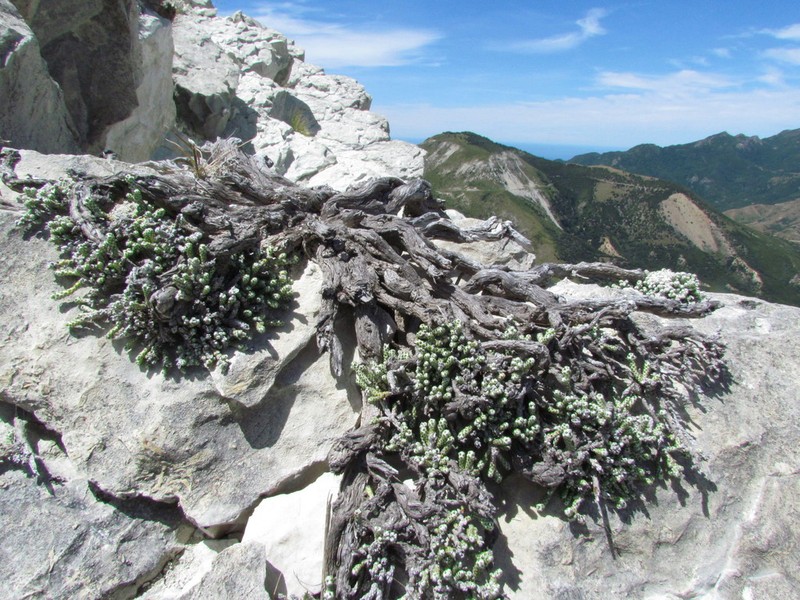 Helichrysum simpsonii photo 5