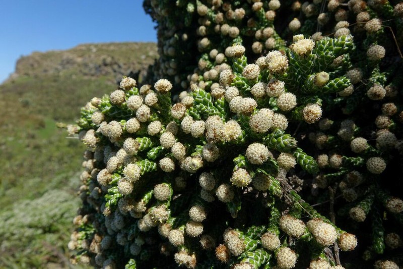 Helichrysum simpsonii photo 6