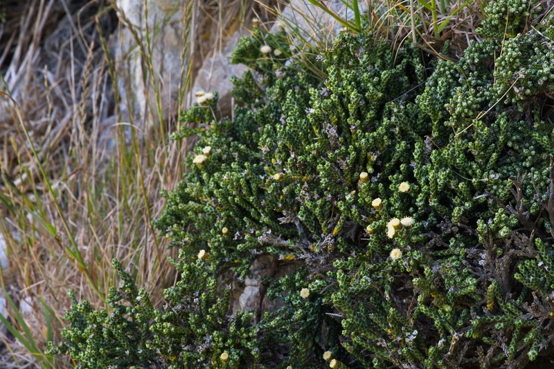 Helichrysum simpsonii photo 7