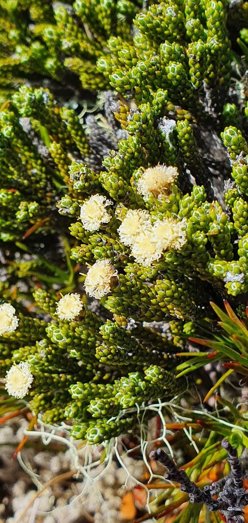 Helichrysum simpsonii photo 8