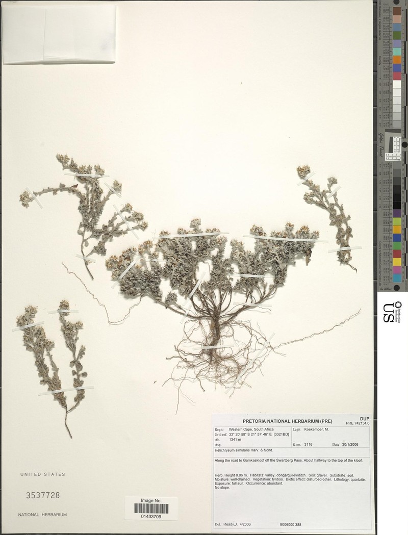 Helichrysum simulans