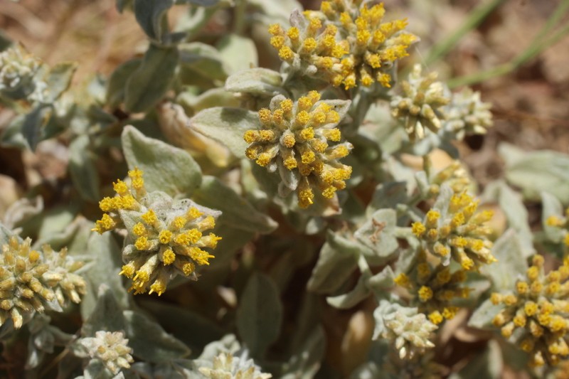 Helichrysum somalense