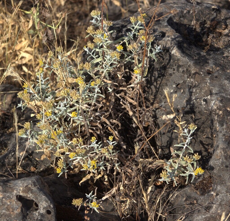 Helichrysum somalense photo 2