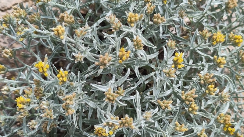 Helichrysum somalense photo 3