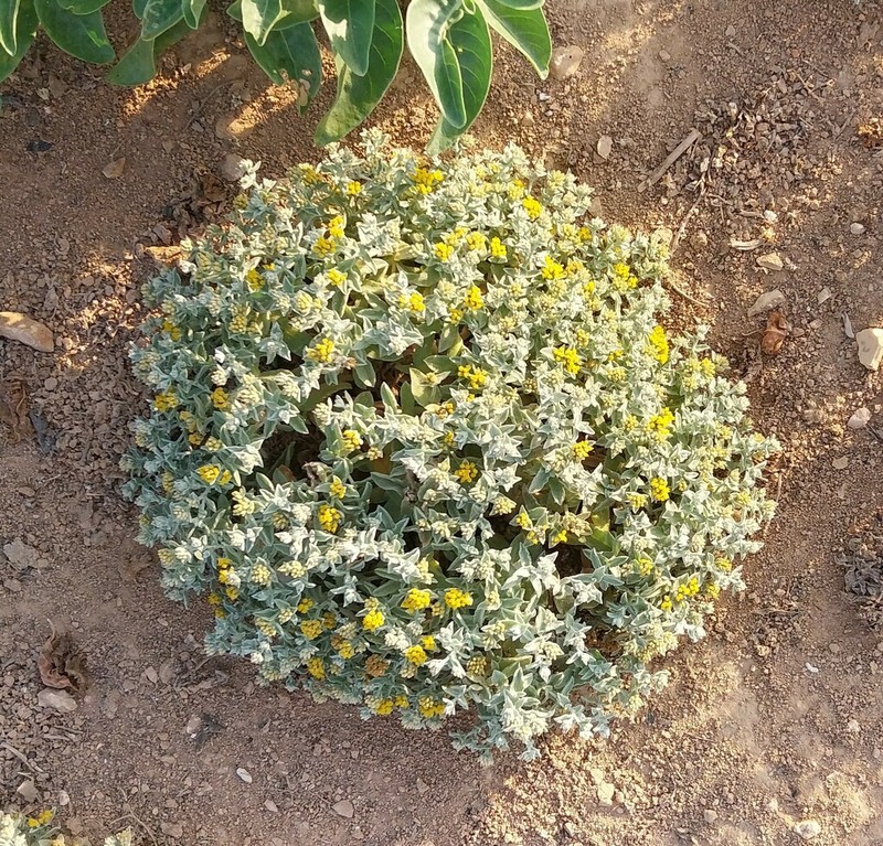 Helichrysum somalense photo 4