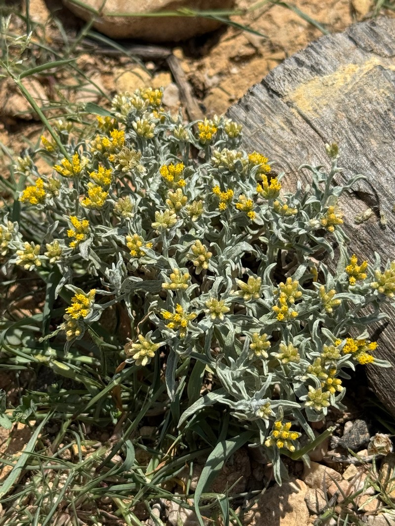 Helichrysum somalense photo 5