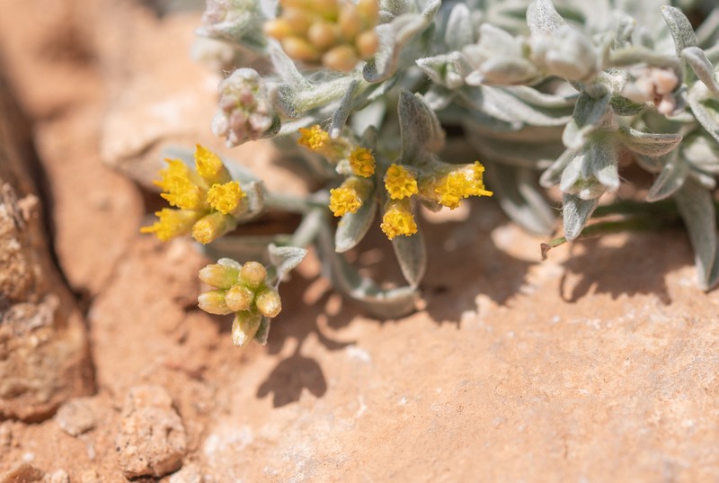Helichrysum somalense photo 6