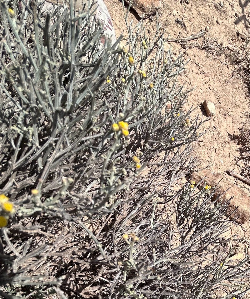Helichrysum somalense photo 7