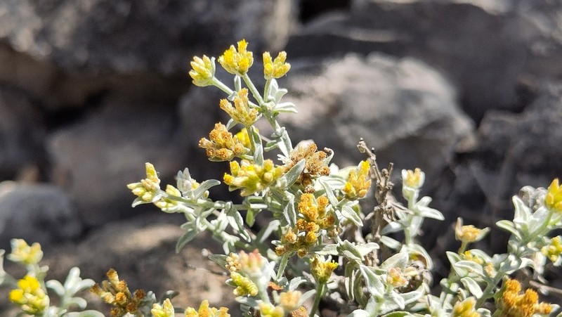 Helichrysum somalense photo 8