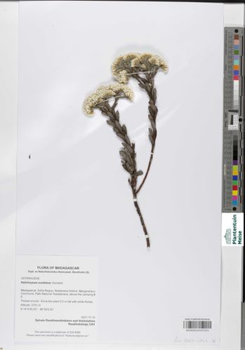 Helichrysum sordidum