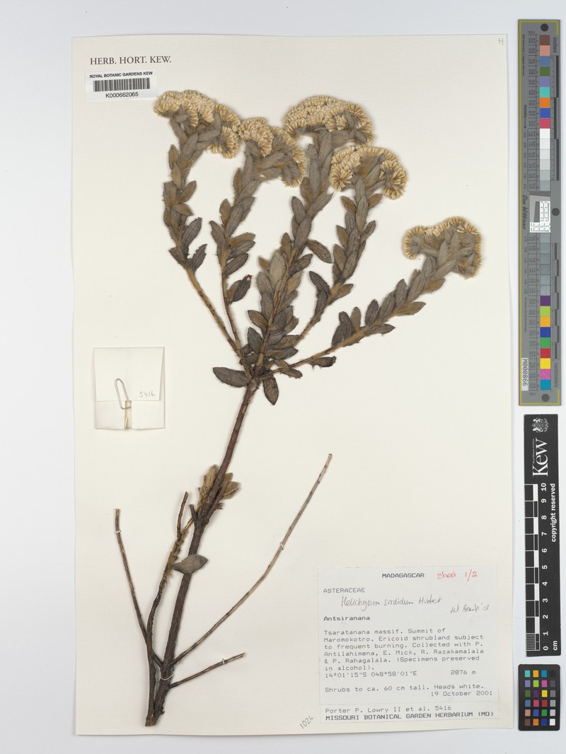 Helichrysum sordidum photo 2