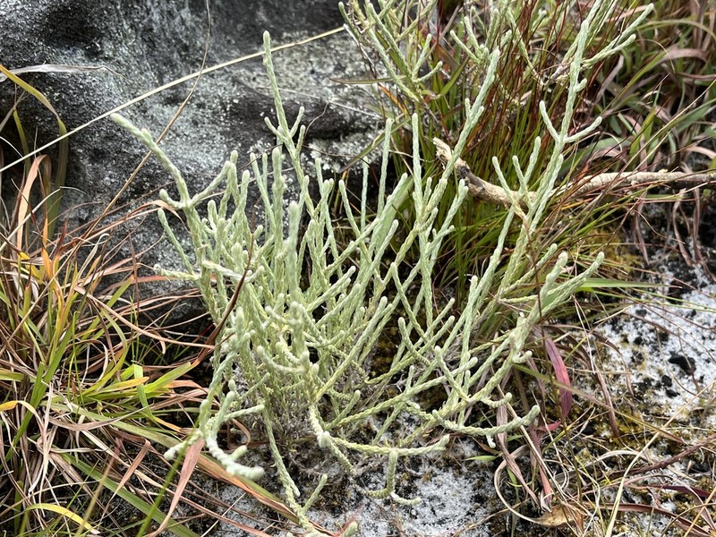 Helichrysum spencerianum