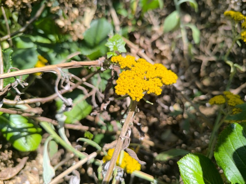 Helichrysum spencerianum photo 2