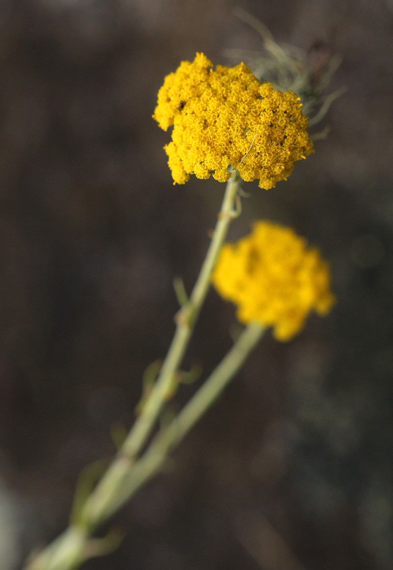 Helichrysum spencerianum photo 4
