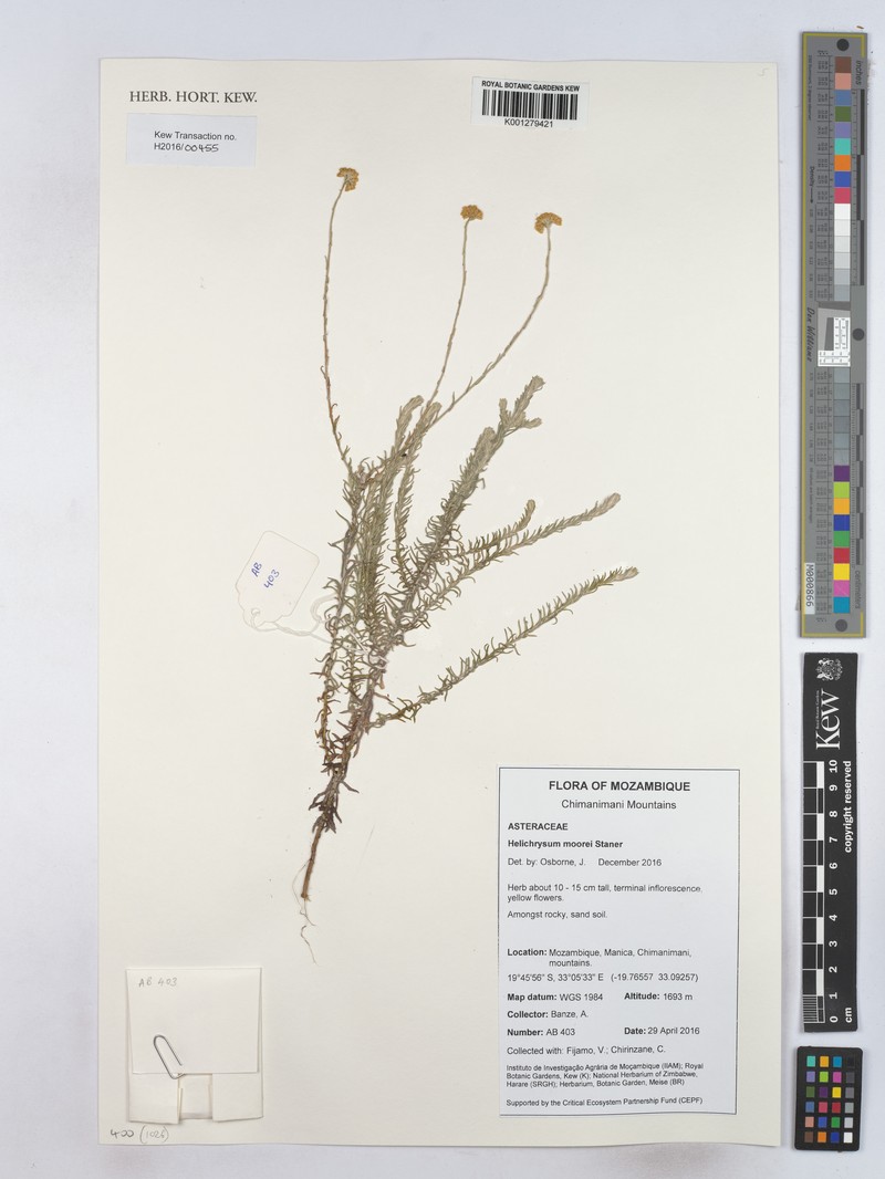 Helichrysum spencerianum photo 5