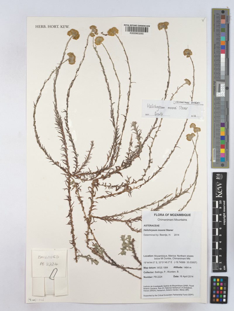 Helichrysum spencerianum photo 6
