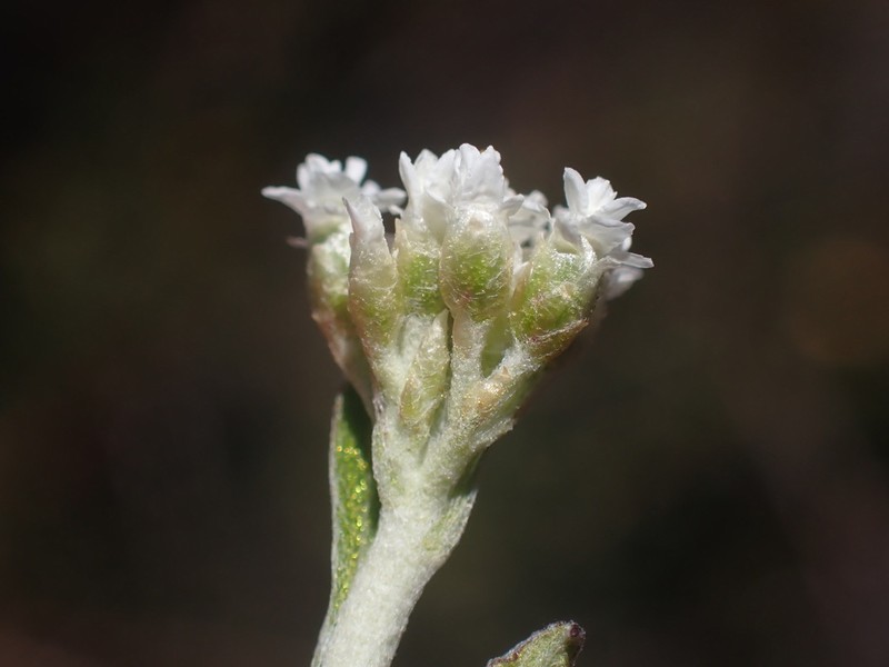 Helichrysum sphaeroideum