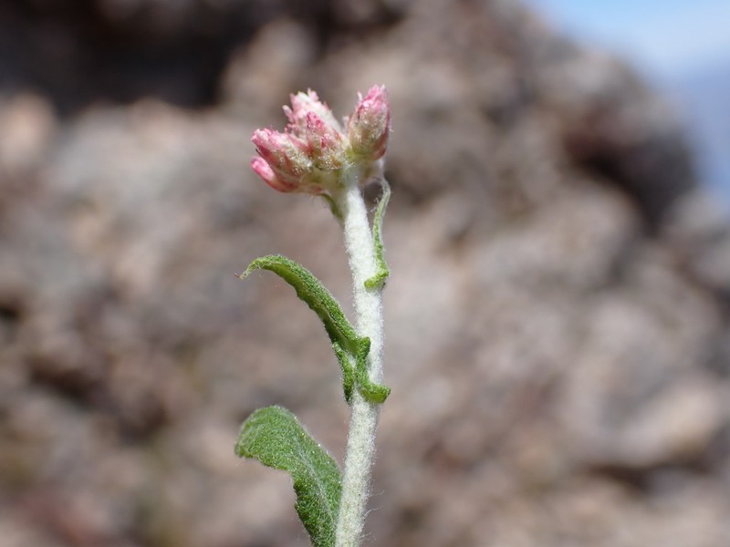 Helichrysum sphaeroideum photo 2