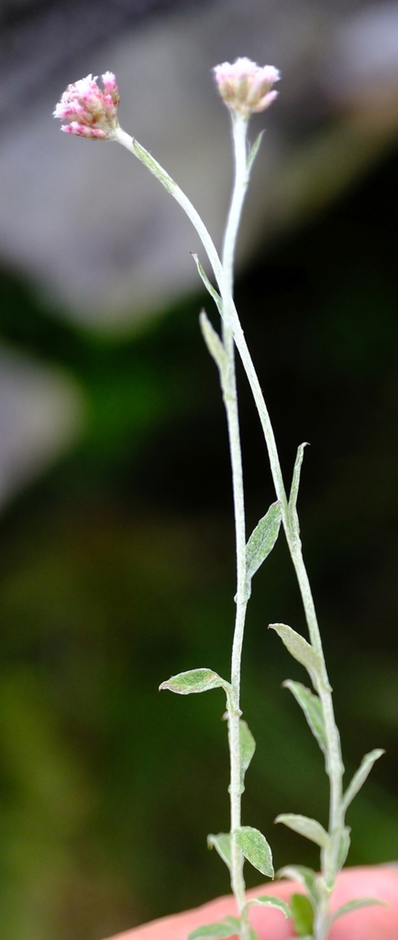 Helichrysum sphaeroideum photo 3