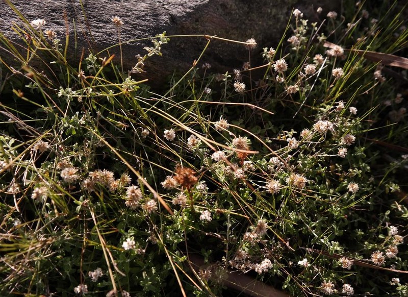 Helichrysum sphaeroideum photo 4