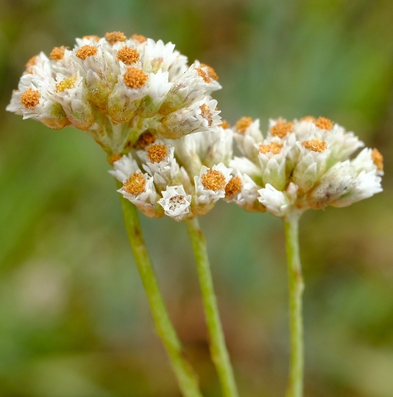 Helichrysum sphaeroideum photo 5