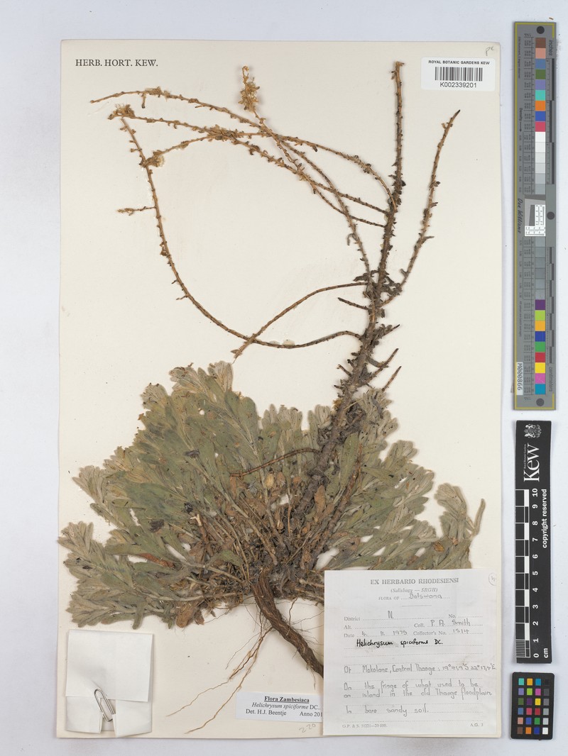 Helichrysum spiciforme photo 2
