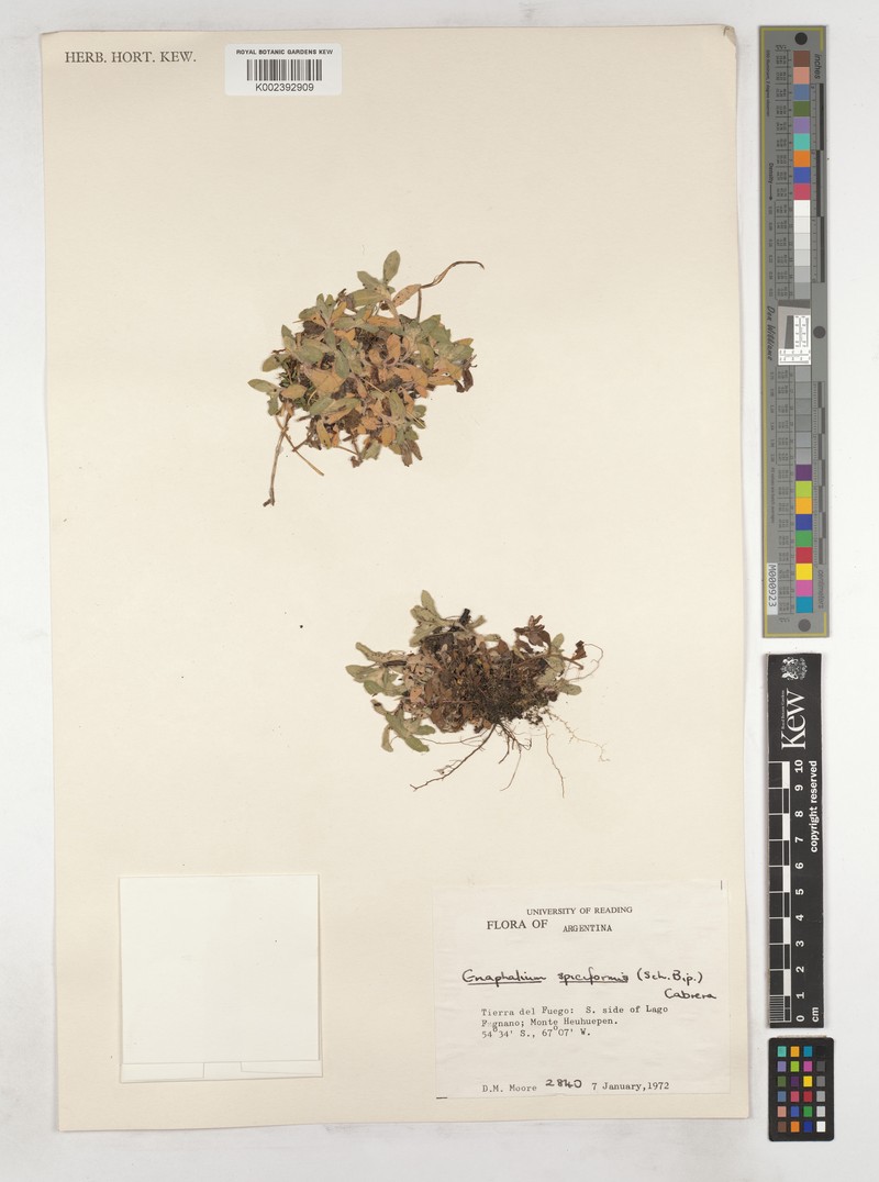 Helichrysum spiciforme photo 3