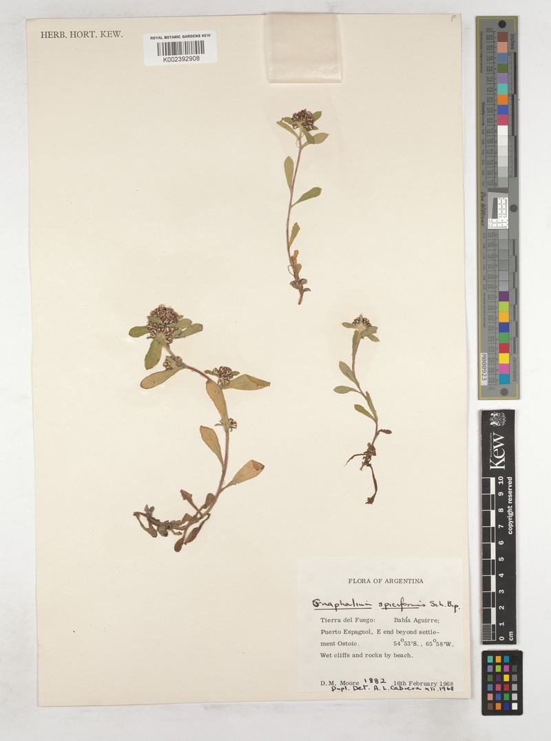 Helichrysum spiciforme photo 4
