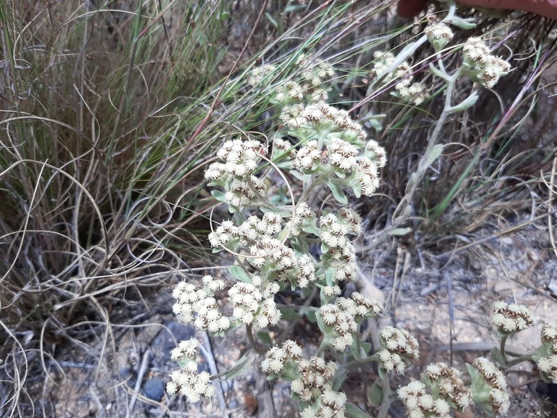 Helichrysum spiralepis
