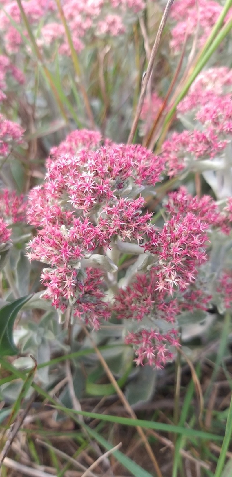 Helichrysum spiralepis photo 2