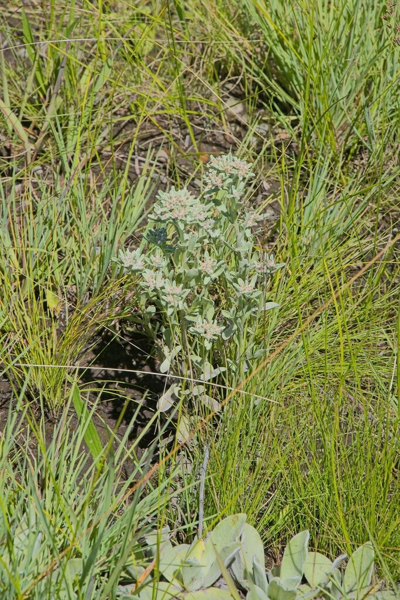 Helichrysum spiralepis photo 3